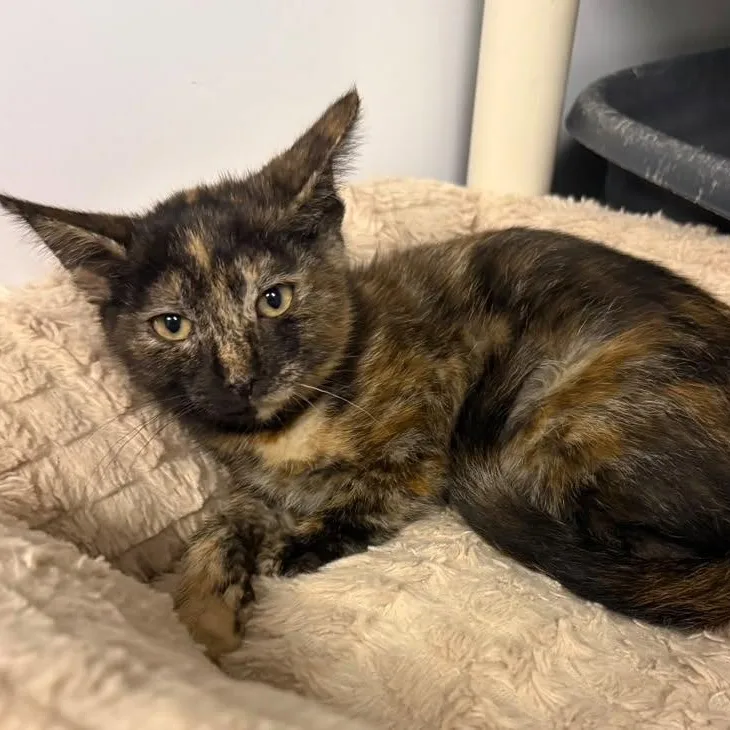 A baby medium-sized female Tortoiseshell cat named Princess for adoption in Wyandotte, MI