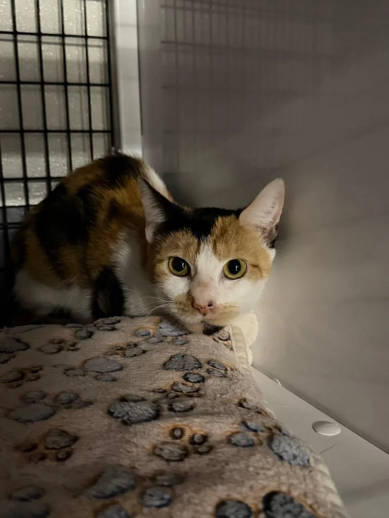 A young medium-sized female Domestic Short Hair cat named Liberty for adoption in Ewing, NJ