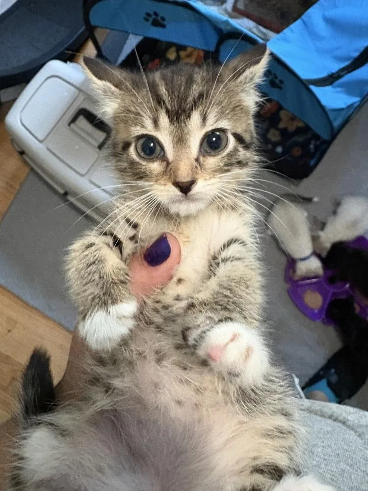 A baby small-sized female Domestic Short Hair cat named Halloumi for adoption in Ferndale, MI