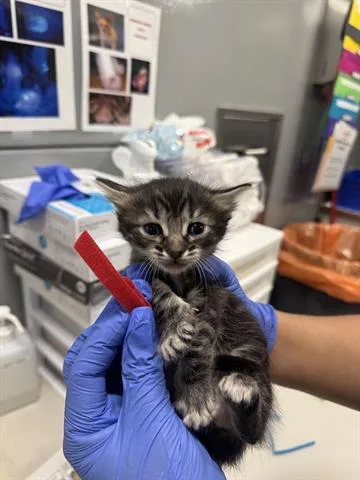 A baby small-sized male Domestic Short Hair cat named Quirrell for adoption in San Martin, CA