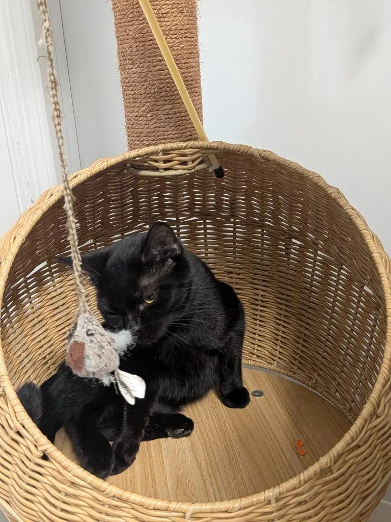 A baby medium-sized female Domestic Short Hair cat named Vespera for adoption in Sandusky, OH