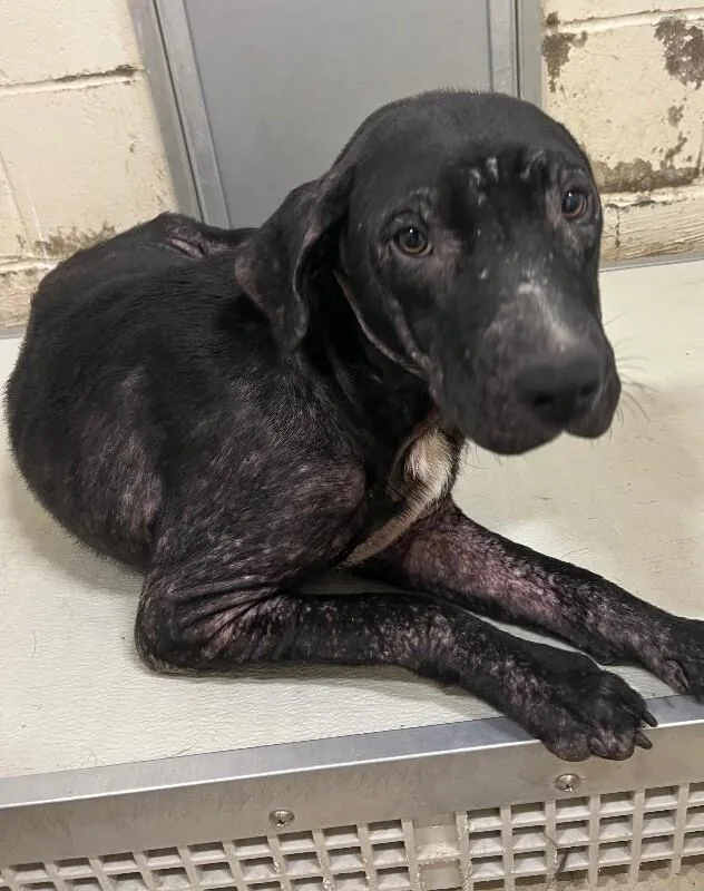 An adult medium-sized female Black Mixed Breed dog named Diamond for adoption in Mobile, AL