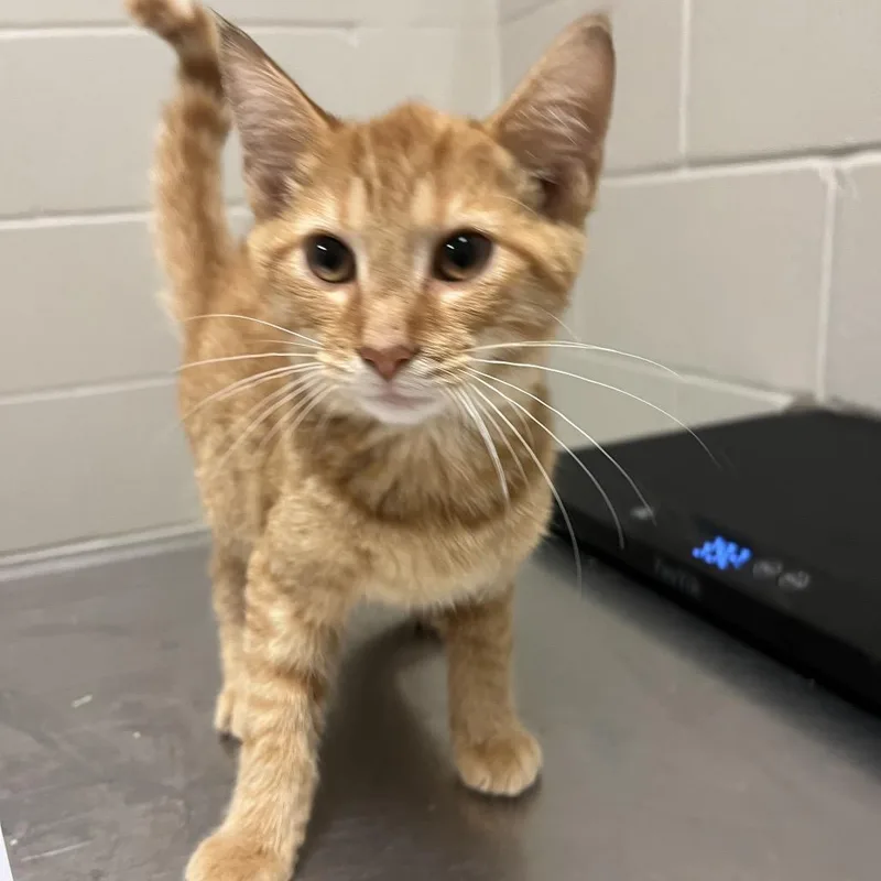 Gilligan