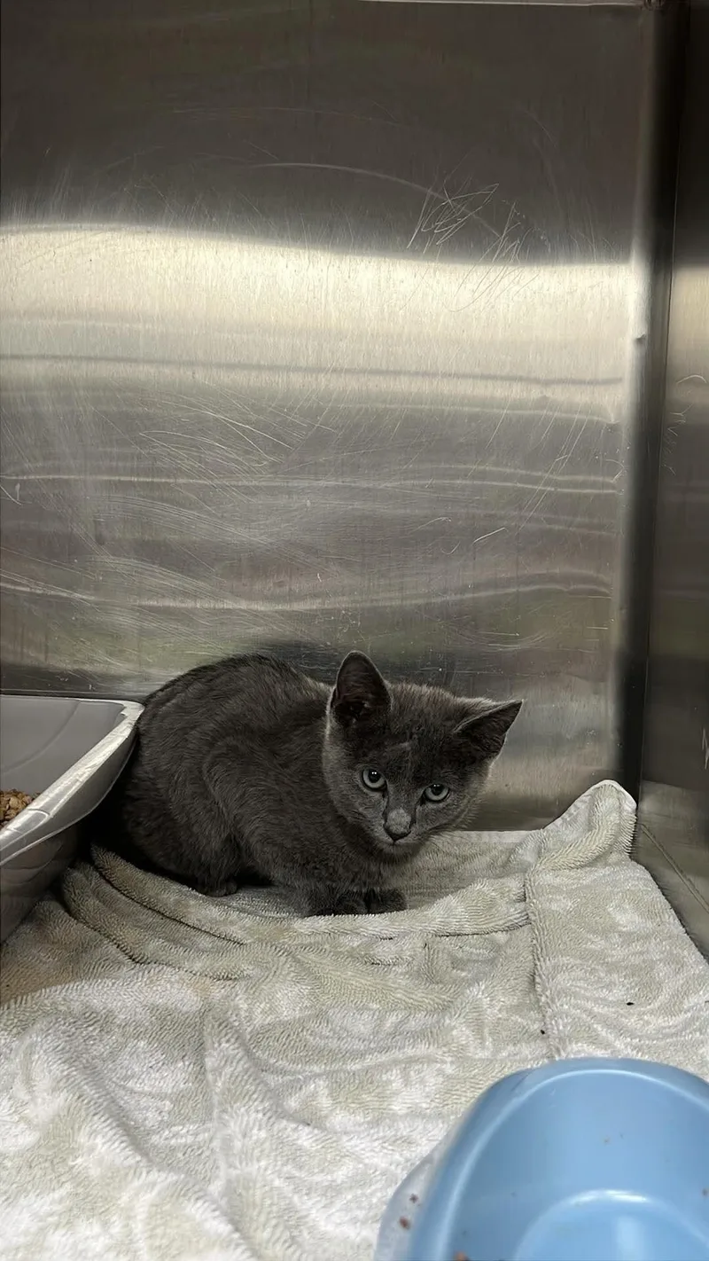 A young medium-sized female Gray / Blue / Silver Domestic Short Hair cat named Unknown for adoption in Burgaw, NC