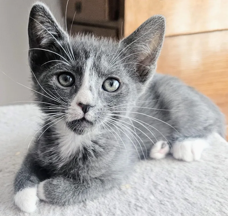 A baby small-sized female Gray & White Domestic Short Hair cat named Dove Rancho Cucamonga for adoption in Yorba Linda, CA