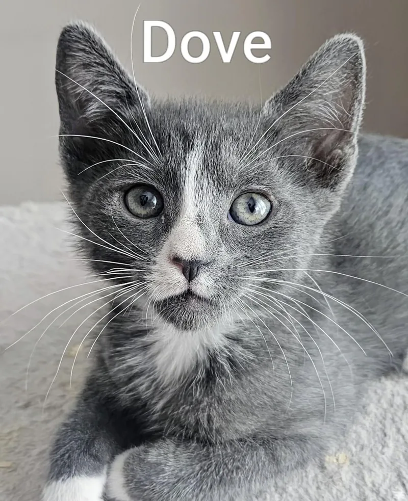 Dove  Rancho Cucamonga thumbnail 3