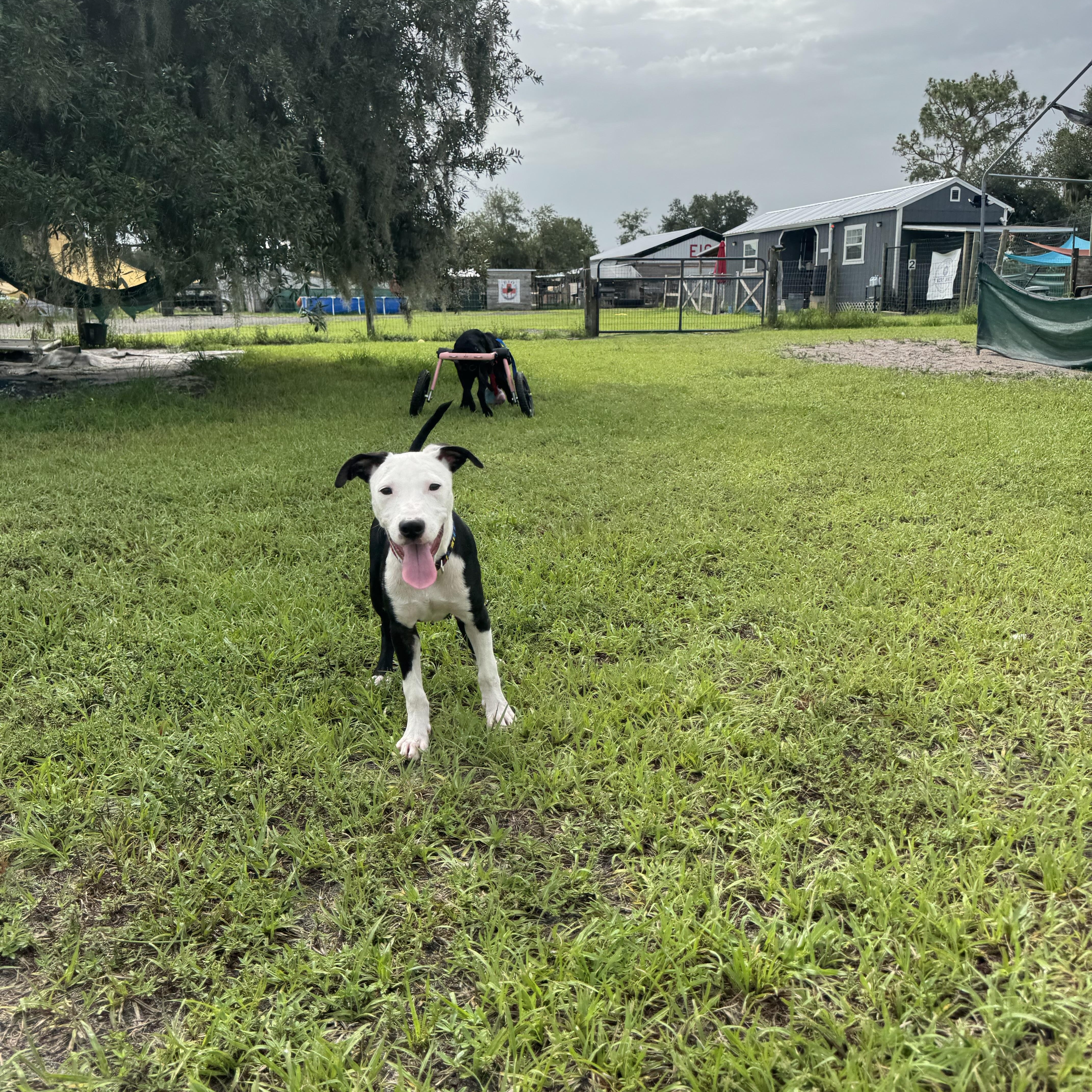 A baby medium-sized male Black Mixed Breed dog named Andrew for adoption in Myakka City, FL