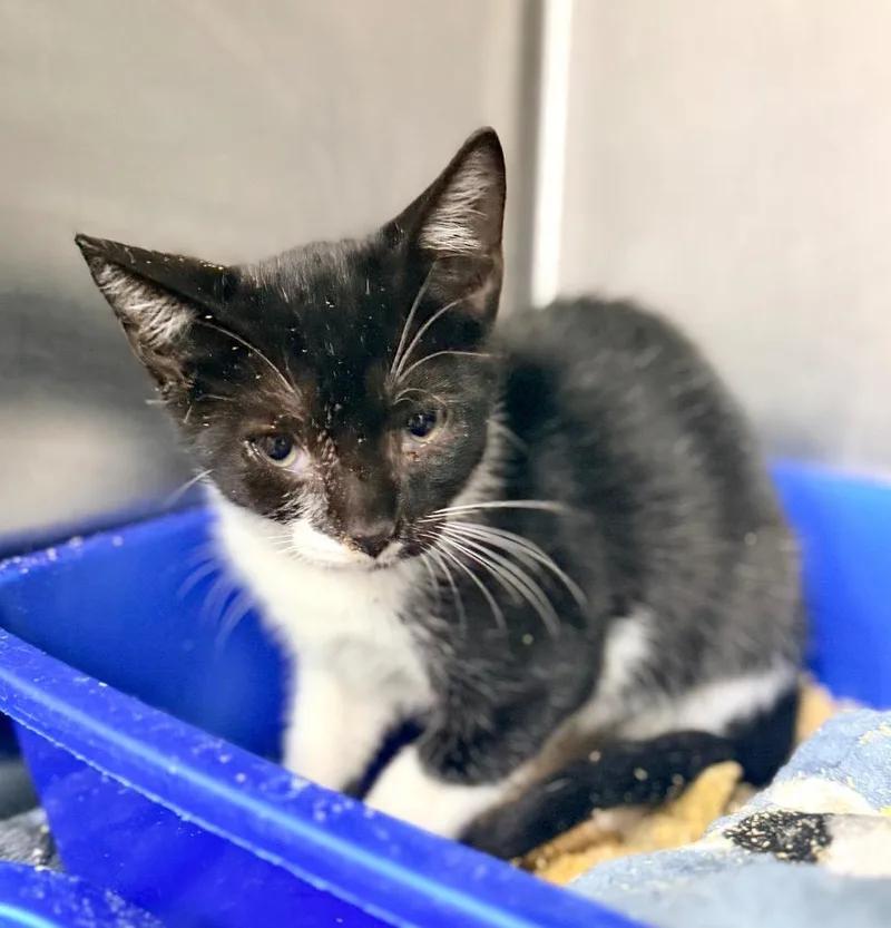 A baby medium-sized male Domestic Short Hair cat named Tevin for adoption in Danielsville, GA