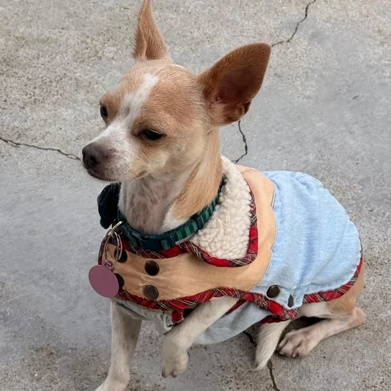 A young small-sized male White / Cream Chihuahua dog named Max for adoption in San Francisco, CA