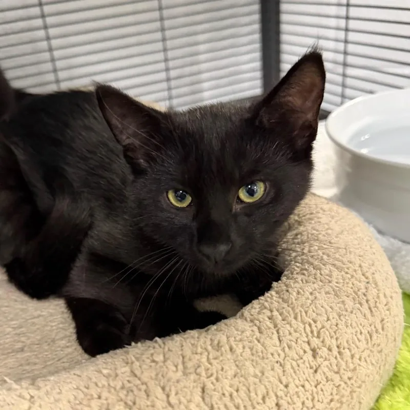A baby small-sized male Domestic Short Hair cat named John for adoption in Hampton Bays, NY