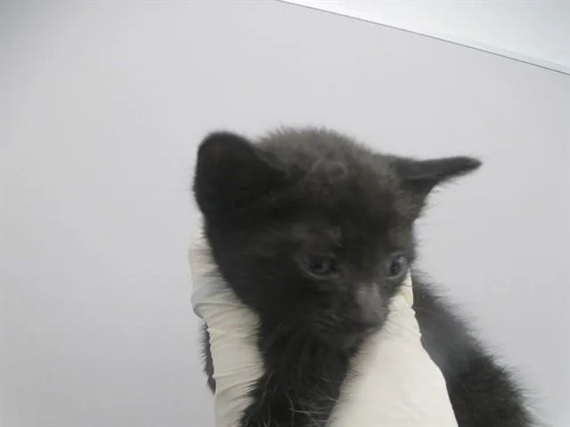 A baby small-sized male Domestic Short Hair cat named Sparky for adoption in Ocala, FL