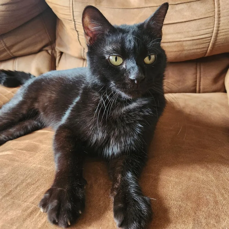 An adult medium-sized male Black Domestic Short Hair cat named Ranger for adoption in Evanston, IL