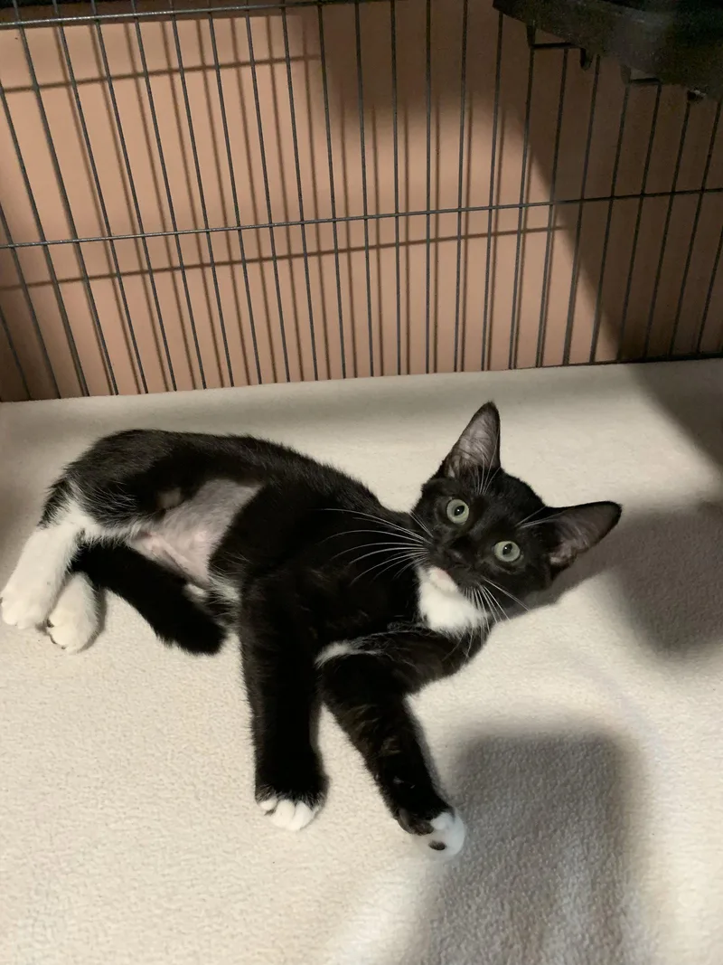 A baby medium-sized female Domestic Short Hair cat named Madonna for adoption in Sanford, FL