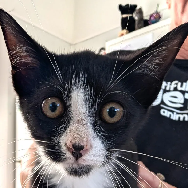 A baby small-sized male Black Domestic Short Hair cat named Zero for adoption in Chapel Hill, NC