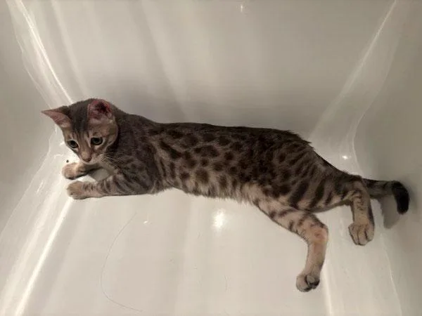 A young small-sized male Gray / Blue / Silver Bengal cat named Dots for adoption in Brooklyn, NY