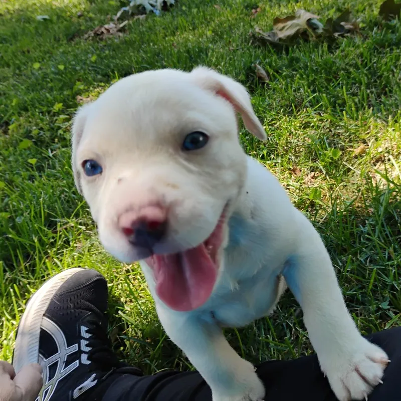 A baby large-sized male White / Cream American Staffordshire Terrier dog named Polar Bear for adoption in Kansas City, KS