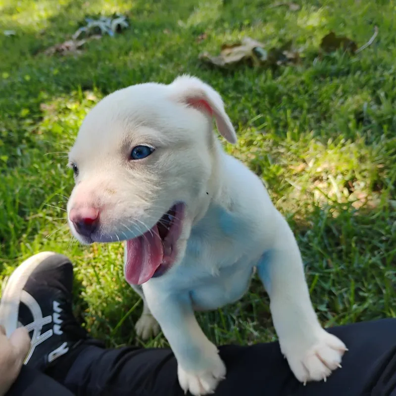 Polar Bear thumbnail 2