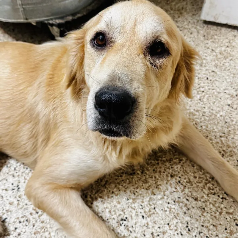 An adult medium-sized female Yellow / Tan / Blond / Fawn Golden Retriever dog named Liberty for adoption in Brownsboro, AL