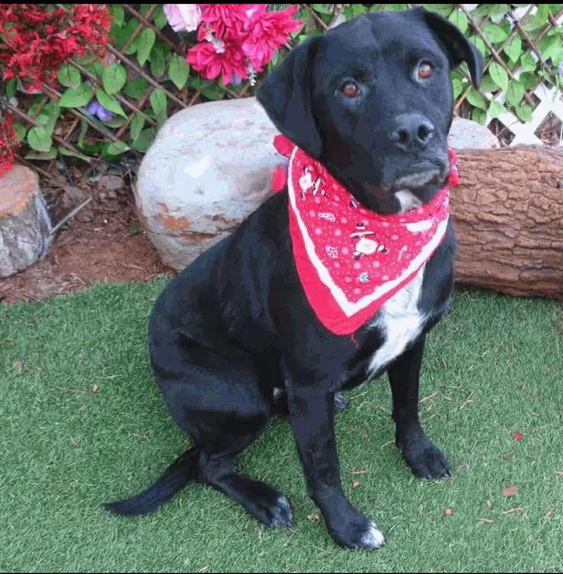 An adult large-sized female Black Labrador Retriever dog named Lilly for adoption in Piedmont, OK