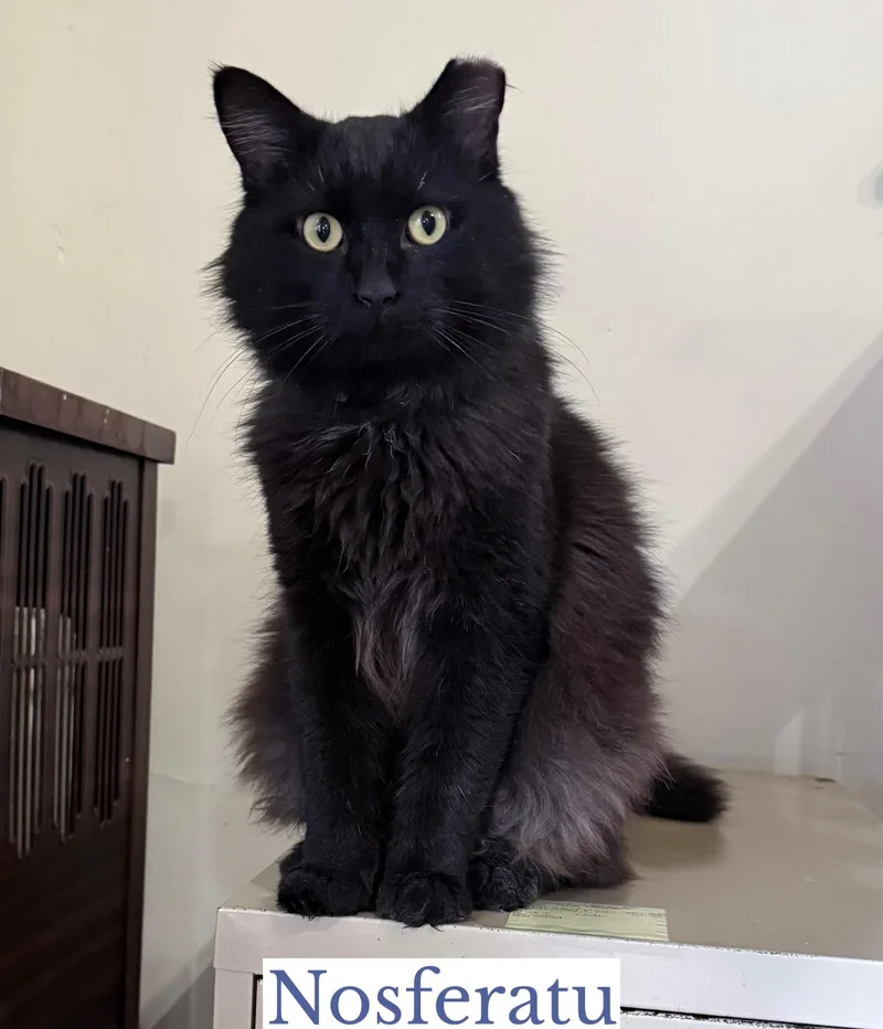 An adult large-sized male Black Domestic Long Hair cat named Nosferatu for adoption in Berkeley Springs, WV