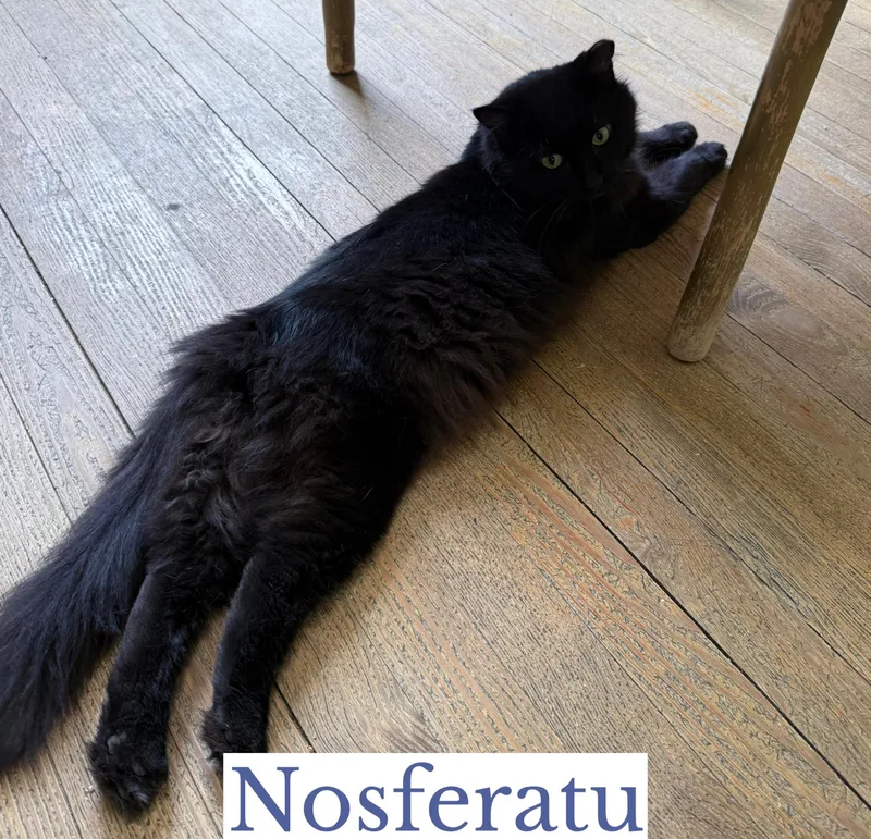 Nosferatu thumbnail 4