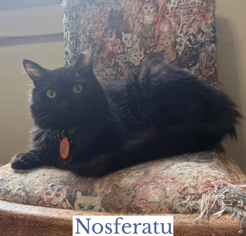 Nosferatu thumbnail 5