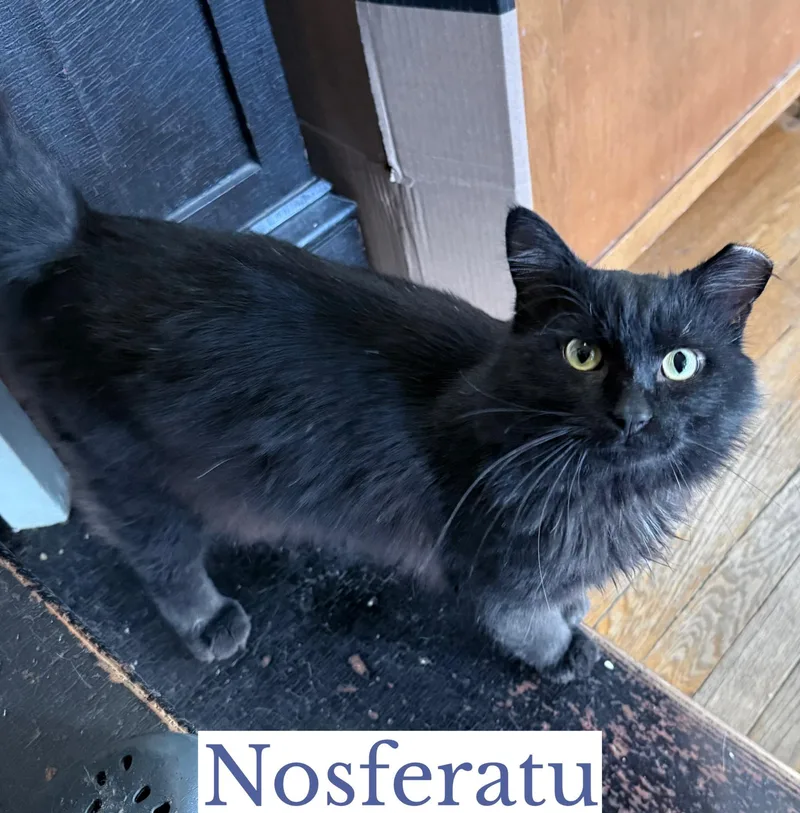 Nosferatu thumbnail 6