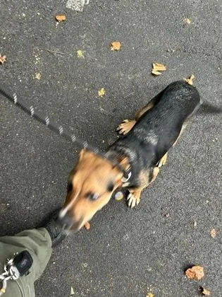 A young medium-sized female Mixed Breed dog named Collier for adoption in Atlanta, GA