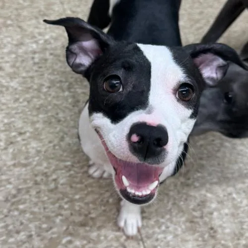A young small-sized female Bicolor Mixed Breed dog named Nellie Mae for adoption in Hamden, CT