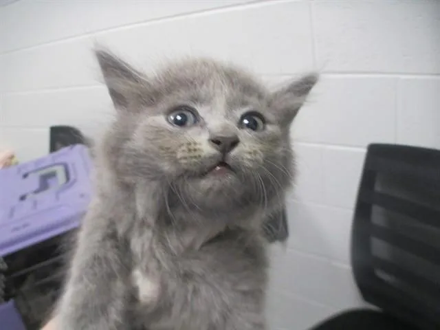 A baby small-sized female Domestic Medium Hair cat named A for adoption in Ocala, FL