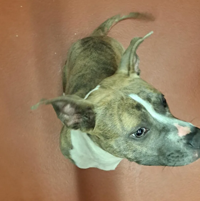 A young medium-sized female Pit Bull Terrier dog named Brook for adoption in Douglasville, GA