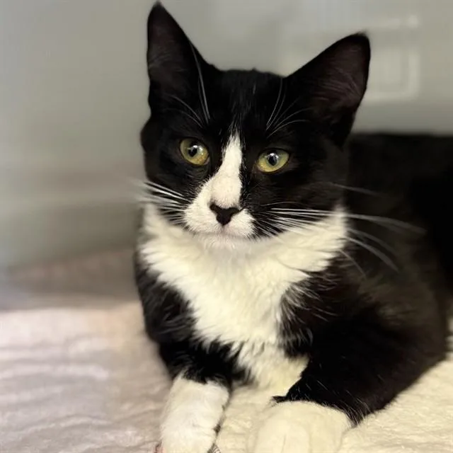 A baby small-sized female Domestic Short Hair cat named Lola for adoption in Westminster, MD