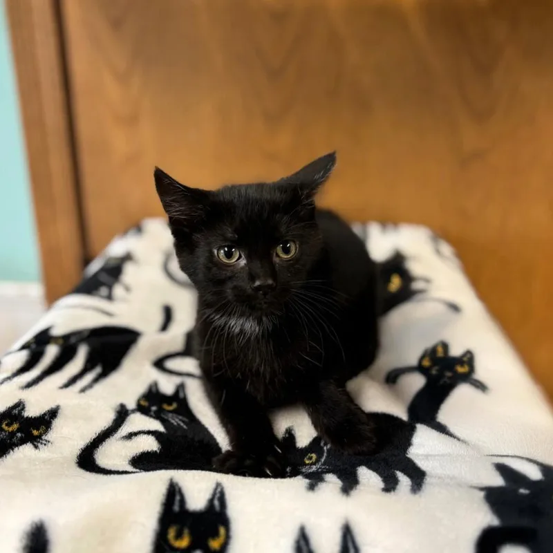 A baby small-sized female Black Domestic Short Hair cat named Pimiento for adoption in Fargo, ND