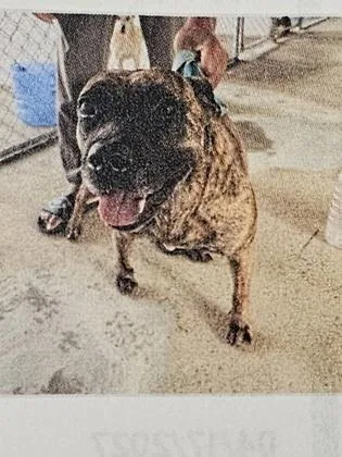 An adult medium-sized female Mixed Breed dog named Bridget for adoption in Cincinnati, OH