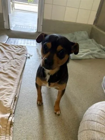 A young small-sized male Chihuahua dog named Byron for adoption in San Martin, CA