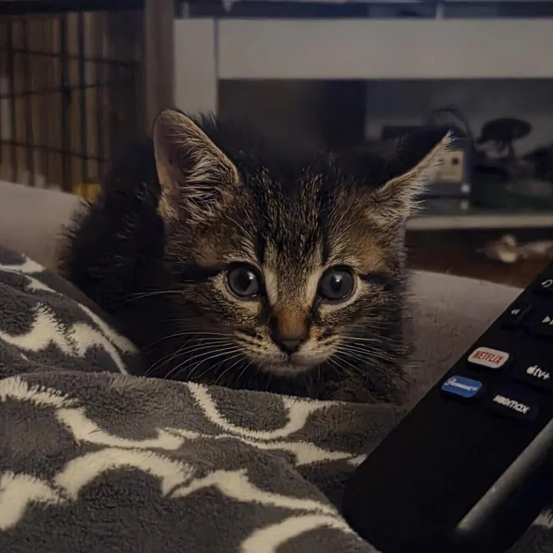 A baby small-sized male Black Domestic Short Hair cat named Batman for adoption in West Olive, MI