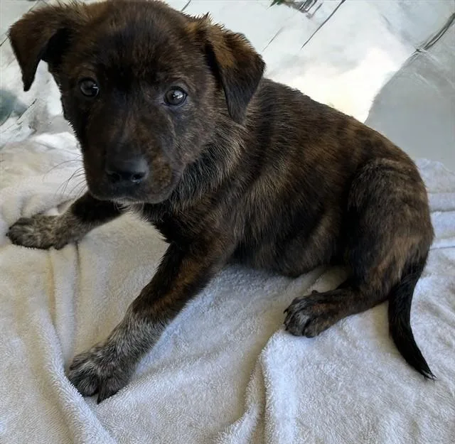 A baby small-sized male Australian Cattle Dog / Blue Heeler dog named Marco for adoption in Agoura, CA