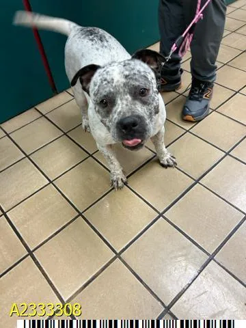 A young medium-sized female Mixed Breed dog named Lynn for adoption in West Palm Beach, FL