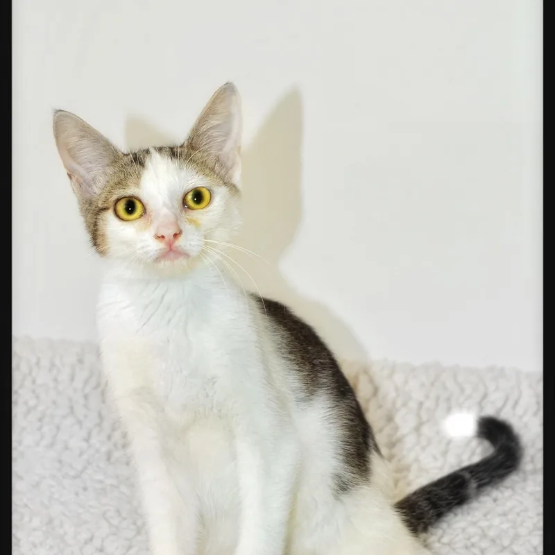 A baby medium-sized female American Shorthair cat named Virginia for adoption in San Andreas, CA