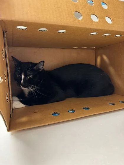 An adult small-sized male Black Domestic Short Hair cat named Book Shelf for adoption in Kansas City, MO