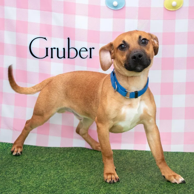 Gruber