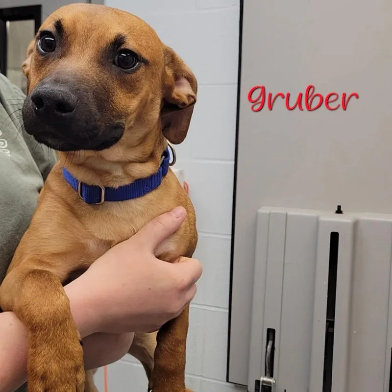 Gruber thumbnail 2