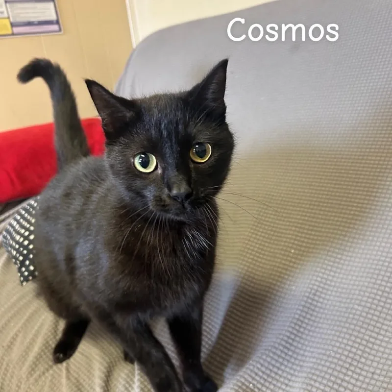 A young medium-sized male Black Domestic Short Hair cat named Cosmos Meet Me At for adoption in Buffalo, MN