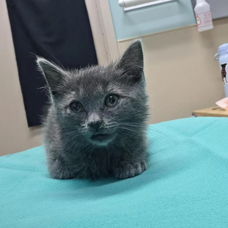 A baby small-sized female Gray / Blue / Silver Domestic Medium Hair cat named Peche for adoption in Tacoma, WA