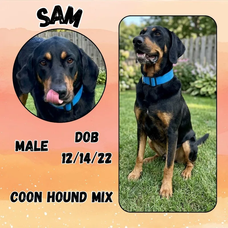 An adult large-sized male Black Black and Tan Coonhound dog named Sam for adoption in Caldwell, TX