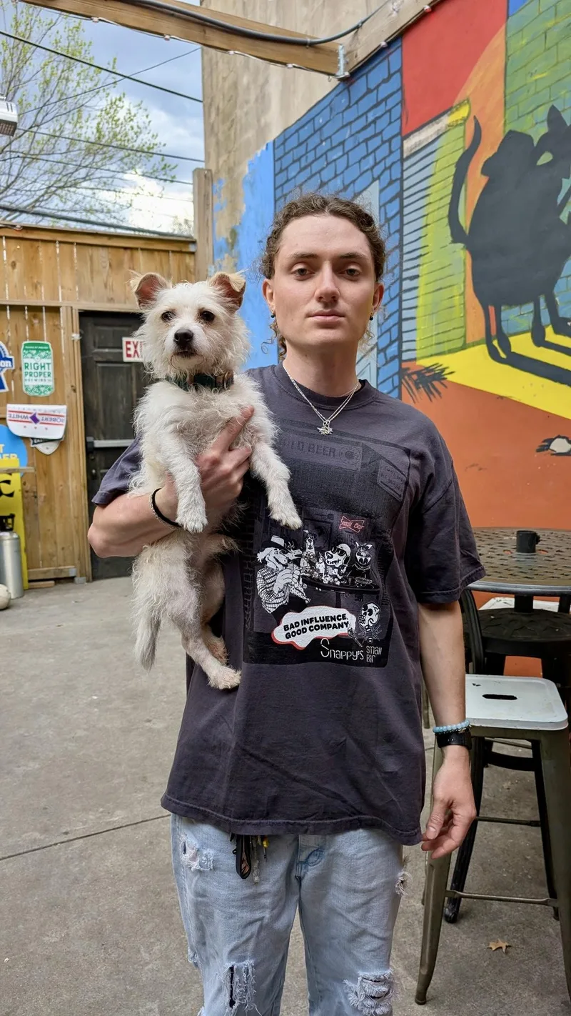 An adult small-sized male White / Cream West Highland White Terrier / Westie dog named Carlito for adoption in Fairfax, VA