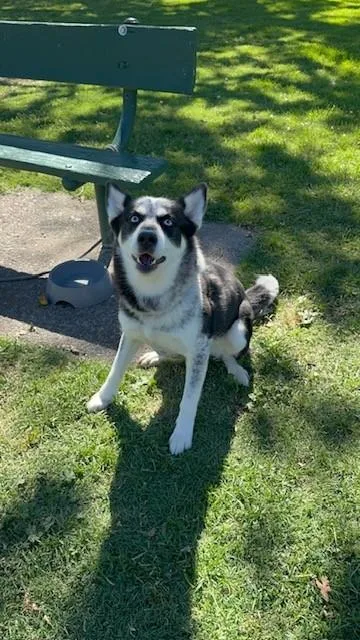 A young large-sized female Siberian Husky dog named Lucille for adoption in Stockton, CA