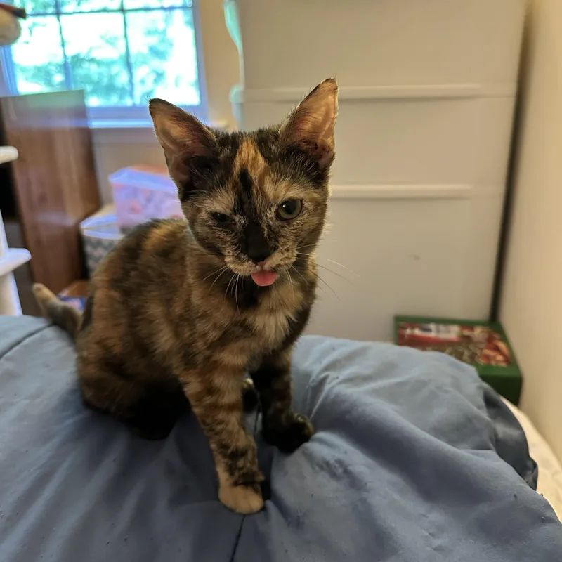 A young medium-sized female Tortoiseshell Domestic Short Hair cat named Mabel for adoption in Prince Frederick, MD