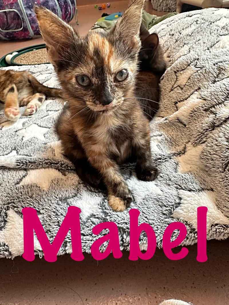Mabel thumbnail 3