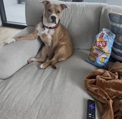 An adult medium-sized female Terrier dog named Chloe for adoption in Atlanta, GA